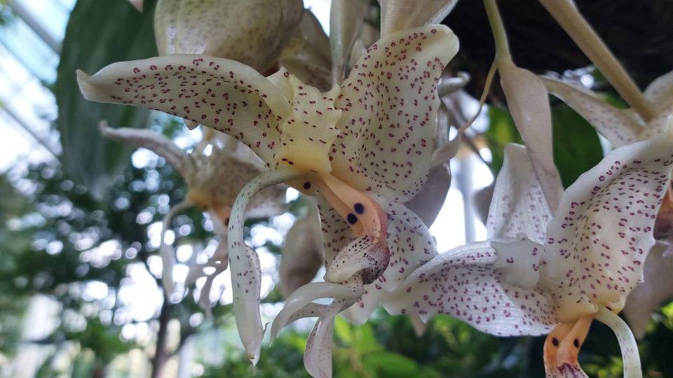 Цветок с ароматом ванили: редкая орхидея расцвела в ботаническом саду Петербурга