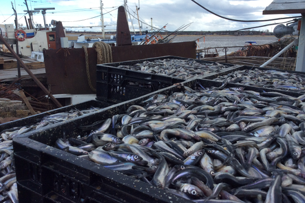 В Ленобласти ввели новую субсидию на производство продукции товарного рыбоводства